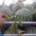 2015东明西瓜大量上市代发代办西瓜