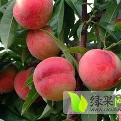 大荔范家张波7月秦王桃蜜桃
