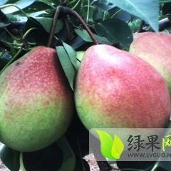 大荔红香酥梨
