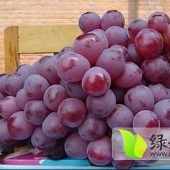 大荔范家张波7月红提葡萄