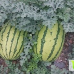 甘肃会宁硒砂瓜已全面上市