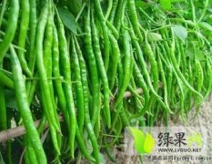 河南通許線椒一級0.3元；大尖椒0.15元