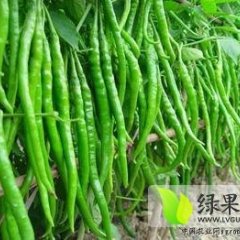 河南通许线椒一级0.3元；大尖椒0.15元