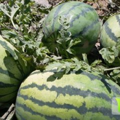 甘肃武威绿色沙瓤西瓜味道甘味多汁，清爽解渴