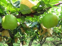 安徽砀山皇冠梨：玄庙林生