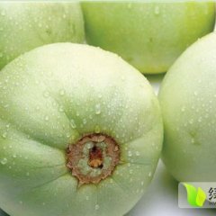 供应广西香瓜