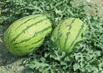 内蒙古赤峰西瓜上市13404891021余焱