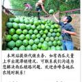 赤峰西瓜即将上市，欢迎前来选购！