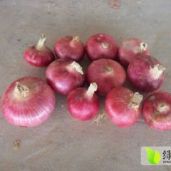 兰山农林临沂洋葱5月红皮洋葱