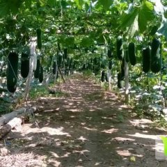 辽宁苏家屯黑优大冬瓜7月上市