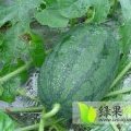 宜城新街西瓜价格行情平稳诚信合作