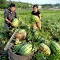 2014忻府西瓜、个大、汁多、籽少，甜度高