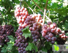 供应优质酿酒和罐装用葡萄