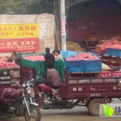 中牟西红柿随行就市,韩寺李彦可诚信合作