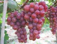 大荔葡萄产销两旺,果穗大，长圆锥形