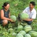 2014利津西瓜今年价格有看点