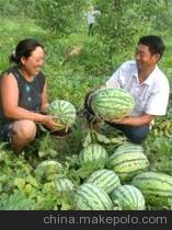 西农八号价格
