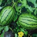 科尔沁庆和孙远鹏7月西瓜