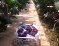 东昌府 沙镇刘广平7月藤腍葡萄