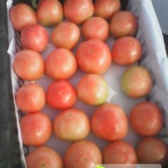 中牟西红柿何去何从,韩寺郭小梅诚信合作