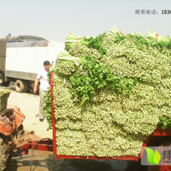 2016山东高青美国西芹芹菜火爆招商中