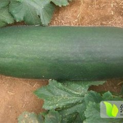 河南临颍子弹头黑皮冬瓜上货量大