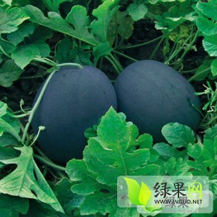 2014年河南扶沟花皮无籽价格