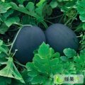 河南周口花皮无籽西瓜著名品牌