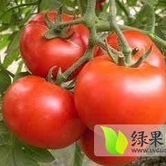 山东安丘毛粉西红柿著名品种