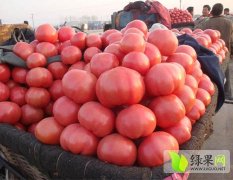 河北乐亭西红柿大量上市