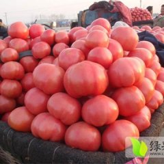 河北乐亭西红柿大量上市
