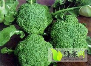 2014中牟西兰花值得出手