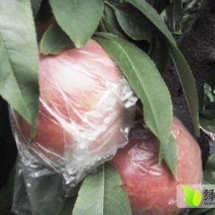 陕西大荔秦王桃蜜桃品质优良