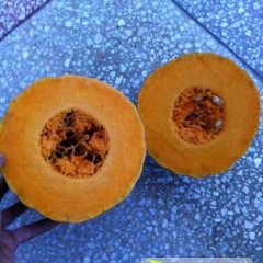 湖南南县金韩密本南瓜质量高 瓜型匀称