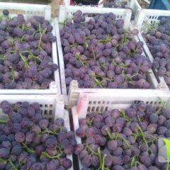 山东省藤葡萄已经上市