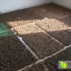 富源核桃聚焦市场,富村段凤梅诚信合作