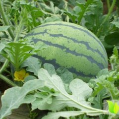 浙江三门8424西瓜质量上乘