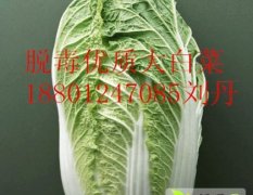 14年秋季优质脱毒北京新三号白菜种子供应行情