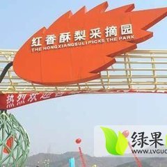 2014大荔梨多速来抢购