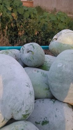 河北曲周白皮冬瓜何去何从