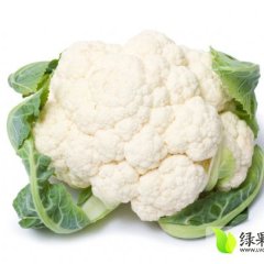 太白菜花欢迎合作嘴头王亚斌诚信合作