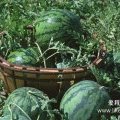 通许大岗徐开明7月京欣西瓜