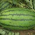定襄805贺天庭7月硒砂瓜西瓜