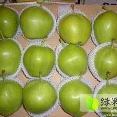 陕西大荔酥梨名扬天下