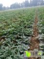 长岭利发林雨7月花皮雷子西瓜