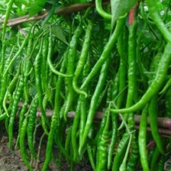 大量出售青辣椒