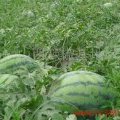 大量出售、供应西瓜、价格便宜实惠