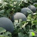 周口扶沟王同春7月黑皮无籽西瓜