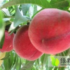 大荔范家严钢虎7月 阿布白桃蜜桃