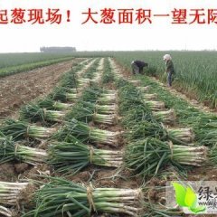 平度铁杆大葱郭庄镇代办刘典辉